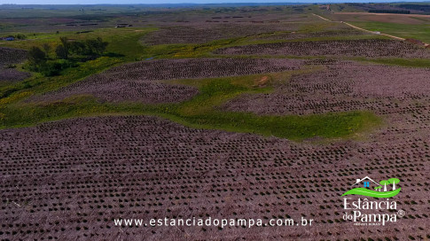 DOS EÓLICOS VIRA P FAZENDA_Moment.00_00_26_07.Quadro310_50b84913451697e3e5bf5511bda9ab80f17bca14.jpg